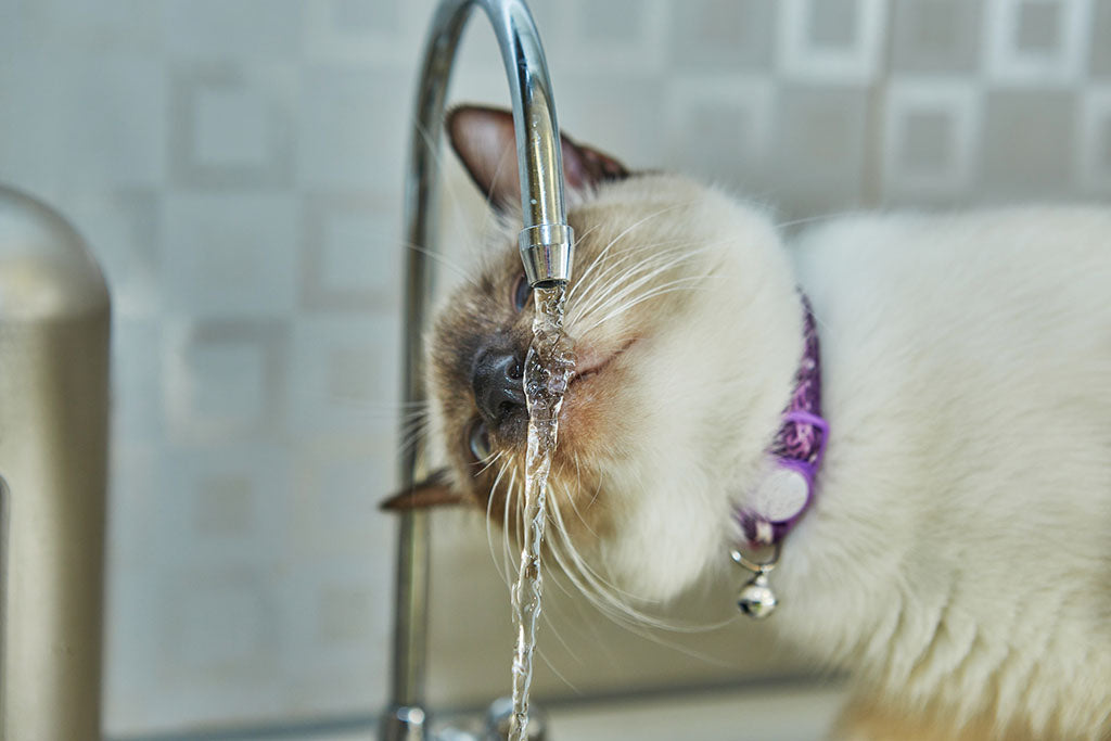 Your tap water, filtered down to the molecule.